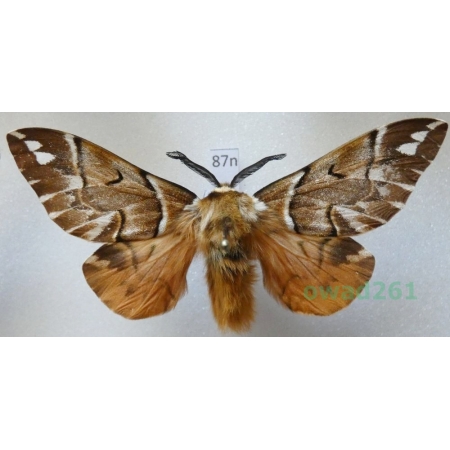 Endromis versicolora (Linnaeus, 1758) male Poland87n